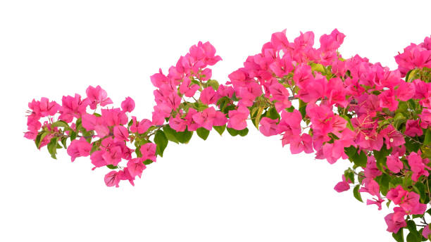 istock Pink Bougainvillea flower isolated on white background. 1405238100