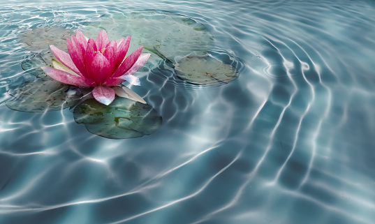 close-up of a beautiful pink water lily blossom on sunny water surface, pond with sun reflections in summertime, natural spa concept with copy space
