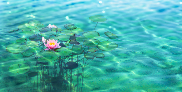 transparent underwater view on blooming pink water lily in a blue garden pond, sunlight on the water surface in summertime, beautiful floral water background concept for spa and relaxation