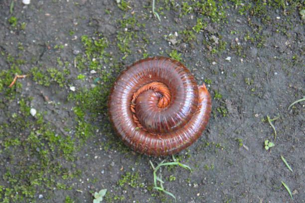 Giant millipede or Archispirostreptus gigas or keluwing on garden Giant millipede or Archispirostreptus gigas or keluwing on garden giant african millipede stock pictures, royalty-free photos & images