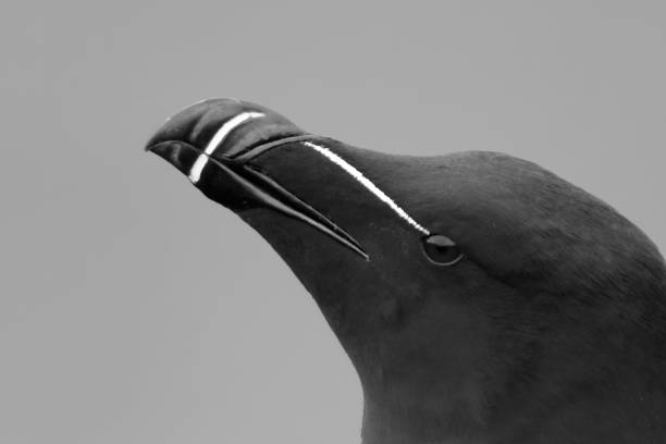 Razorbill Portrait Black And White