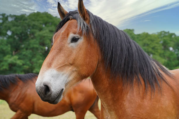 istock Trakehner Feldmeyer and  Rhenish German Coldblood Enzo  at pasture 1405239786