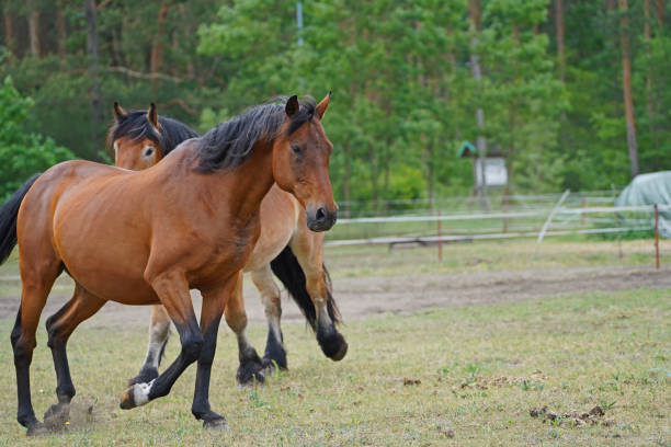istock Trakehner Feldmeyer and  Rhenish German Coldblood Enzo  at pasture 1405239846
