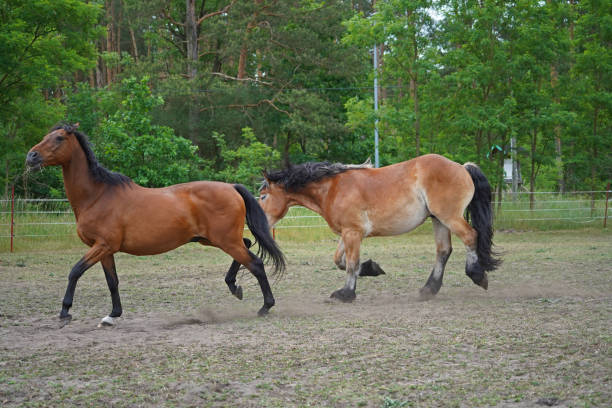 istock Trakehner Feldmeyer and  Rhenish German Coldblood Enzo  at pasture 1405239902