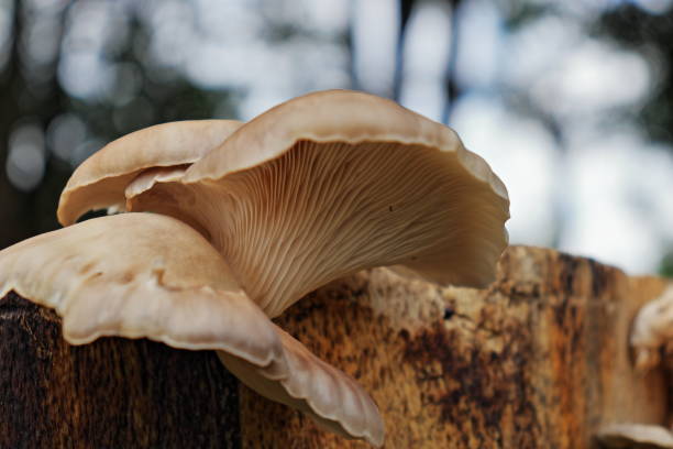 istock Oyster mushrooms (Pleurotus ostreatus) macro 1405240511