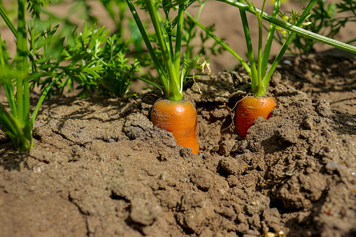 Ripe carrots growing in the agriculture field.