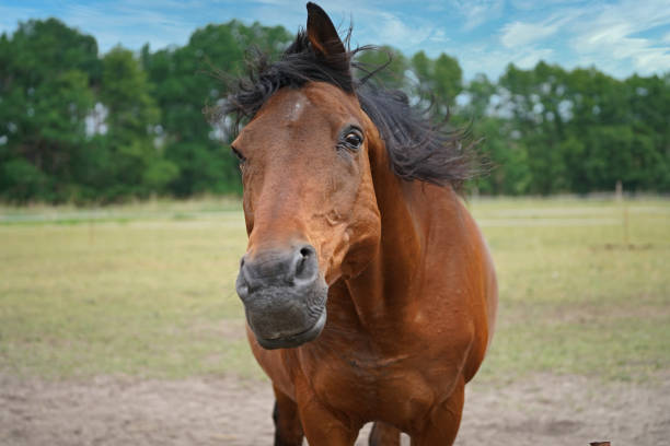 wild-and-domestic-animals