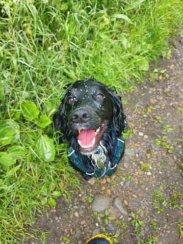 Black purebred cocker spaniel dog in harness sitting happily looking at owner whilst on a country walk covered in white grass seeds during a morning walk, wet after going through long grass.