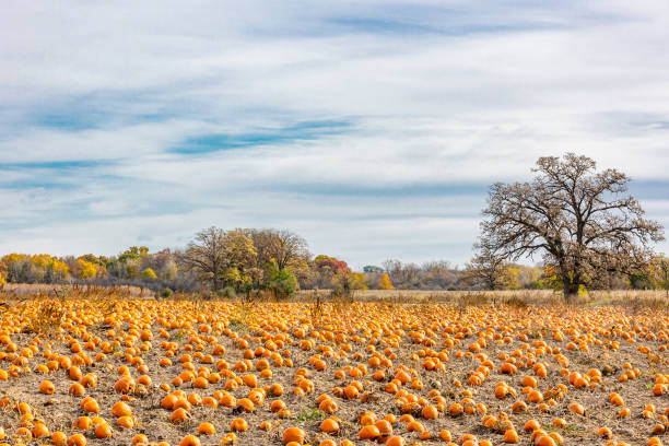 поле тыкв осенью - pumpkin patch стоковые фото и изображения