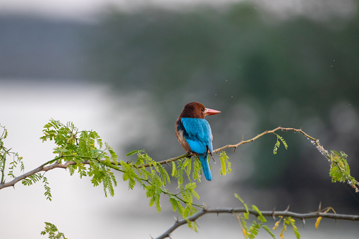 Wildlife photography