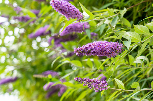 Blooming purple Lilac flowers on background of summer green leaves in garden. Butterfly bush. Buddleja blossom