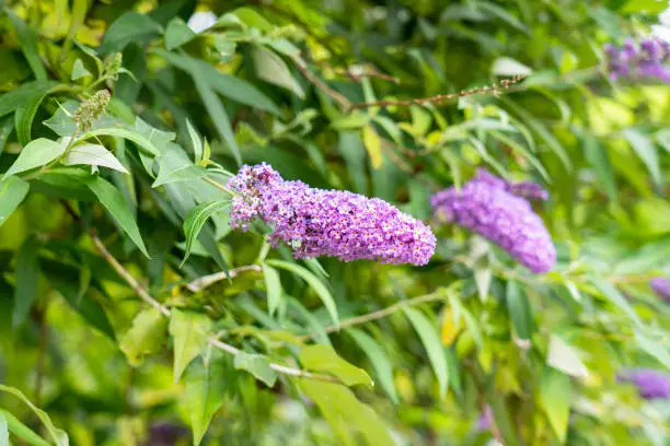 Purple summer Lilac blooming flowers. Botanical blooming garden. Buddleia or Buddleja branches. Close up