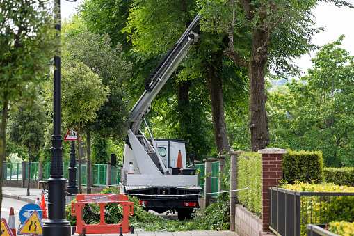 Seasonal tree pruning with a lifting work platform of hydraulic car crane. Cutting branches in park