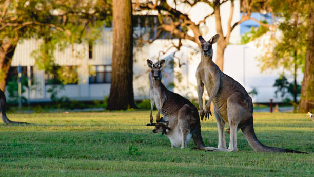 городская семья кенгуру с родителями и джоуи - kangaroo joey marsupial mammal стоковые фото и изображения