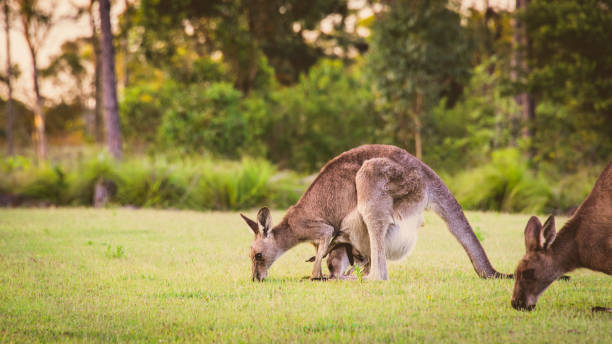 känguru joey und mutter grasen auf einem feld - kangaroo joey marsupial mammal stock-fotos und bilder