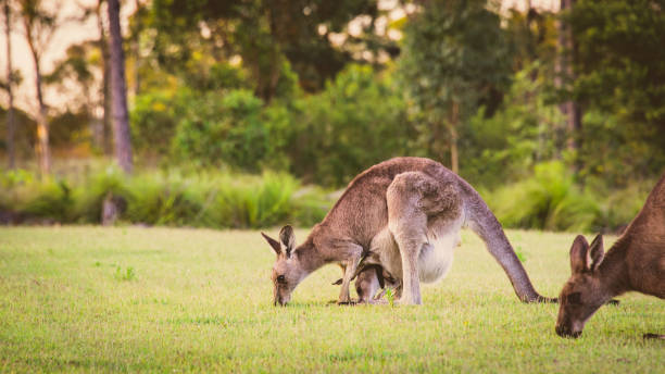 kangur joey i matka pasą się na polu - kangaroo joey marsupial mammal zdjęcia i obrazy z banku zdjęć