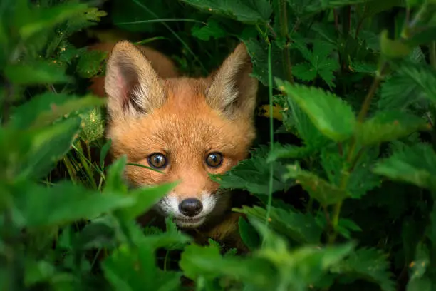Baby fox hides and looks out from behind the dense nettle