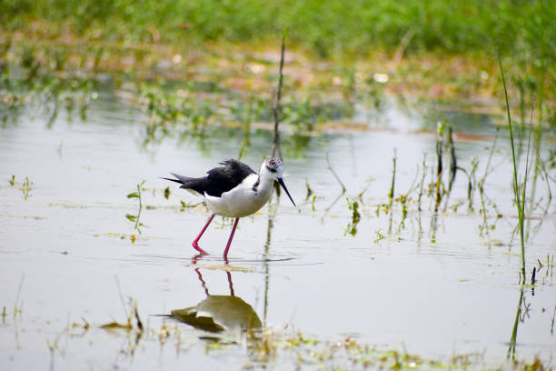 검은 날개 죽마 새. - freshwater bird animals in the wild feather animal leg 뉴스 사진 이미지