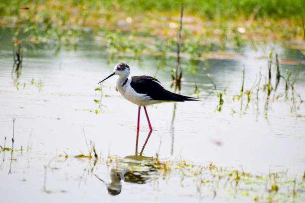 검은 날개 죽마 새. - freshwater bird animals in the wild feather animal leg 뉴스 사진 이미지