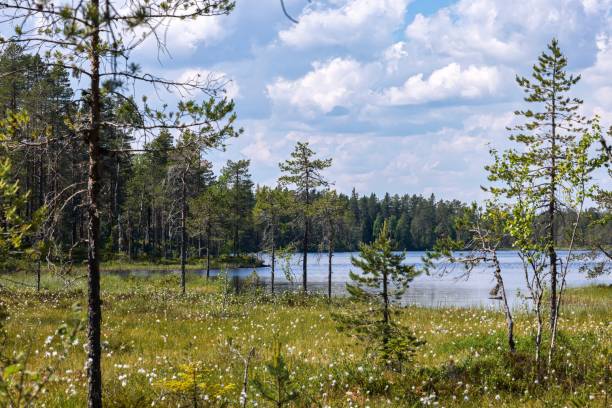 istock Swedish forests by a lake 1405248261