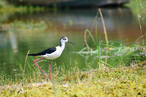 검은 날개 죽마 새. - freshwater bird animals in the wild feather animal leg 뉴스 사진 이미지