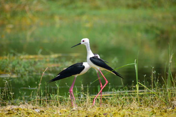 다채로운 호수 서식지 배경. 검은 날개 죽마 새. - freshwater bird animals in the wild feather animal leg 뉴스 사진 이미지