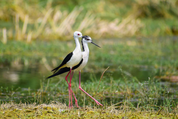 다채로운 호수 서식지 배경. 검은 날개 죽마 새. - freshwater bird animals in the wild feather animal leg 뉴스 사진 이미지