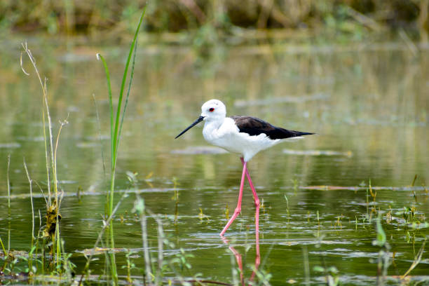 검은 날개 죽마 새. - freshwater bird animals in the wild feather animal leg 뉴스 사진 이미지