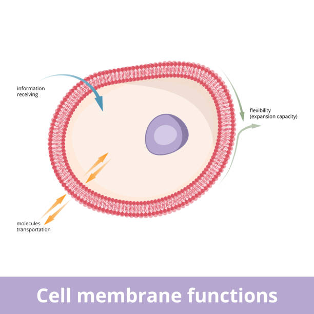 ilustrações de stock, clip art, desenhos animados e ícones de cell membrane functions - membrana celular