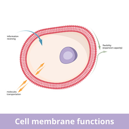 Plasma membrane is involved in several activities, including information (impulse) transportation, transportation (import and export) of particles or molecules and provides flexibility for cell expantion.