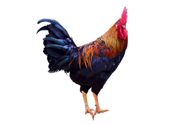 istock Cock isolated on the white background. 1405248768