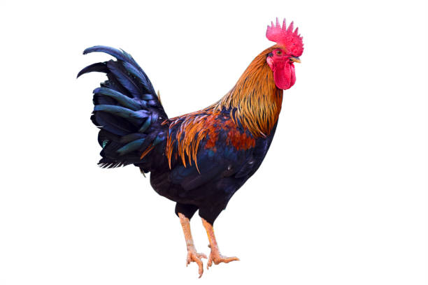 istock Cock isolated on the white background. 1405248774