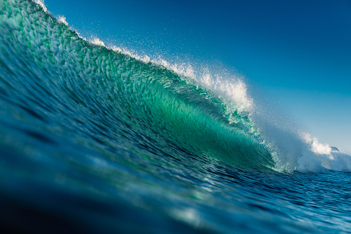 Large crashing blue wave with an albatross bird gliding over in golden morning light, an ocean scene with copy space.