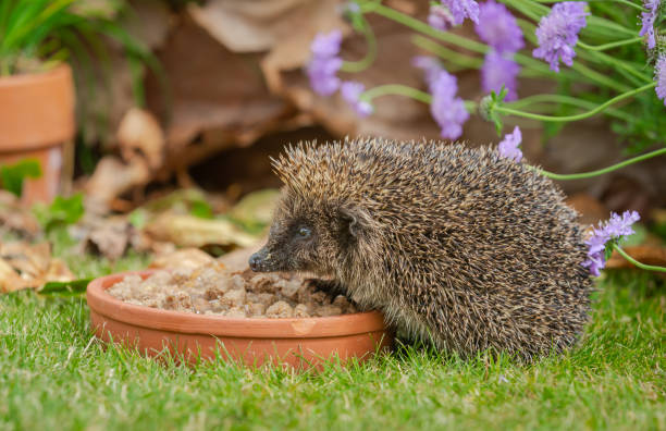 Hedgehog, Scientific name: Erinaceus Europaeus.  Close up of a wild, native, European hedgehog in Summer time, eating cat food from a terracotta dish. Hedgehog, Scientific name: Erinaceus Europaeus.  Close up of a wild, native, European hedgehog in Summertime, eating cat food from a terracotta dish. . Facing left. Space for copy. european hedgehog stock pictures, royalty-free photos & images