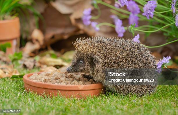 Hedgehog Scientific Name Erinaceus Europaeus Close Up Of A Wild Native European Hedgehog In Summer Time Eating Cat Food From A Terracotta Dish Stock Photo - Download Image Now