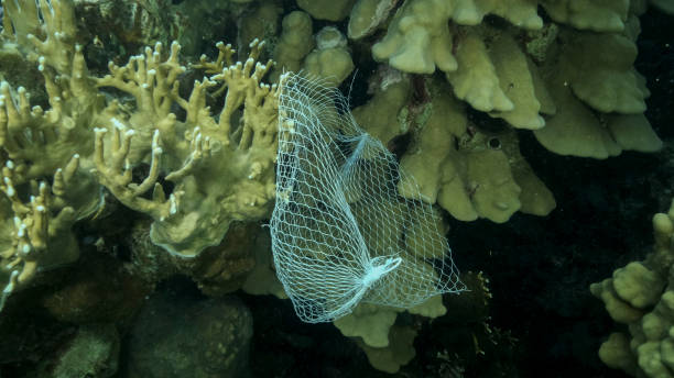 istock Discarded kitchen plastic storage net shopping hang down of coral reef. Plastic pollution of the ocean. Plastic mesh bag hanging on a beautiful coral reef. Red sea, Egypt 1405249998