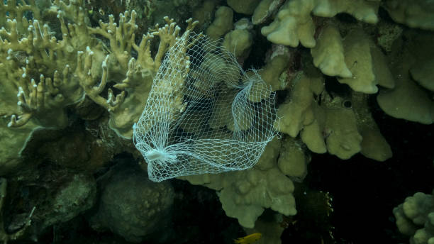 istock Discarded kitchen plastic storage net shopping hang down of coral reef. Plastic pollution of the ocean. Plastic mesh bag hanging on a beautiful coral reef. Red sea, Egypt 1405250012