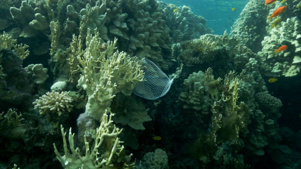 istock Discarded kitchen plastic storage net shopping hang down of coral reef. Plastic pollution of the ocean. Plastic mesh bag hanging on a beautiful coral reef. Red sea, Egypt 1405250057