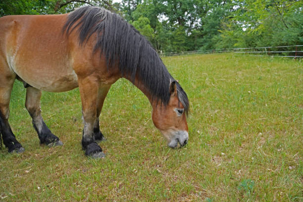 istock Rhenish German Coldblood Enzo  at pasture 1405250203