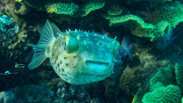 Porcupinefish is hiding under under Lettuce coral. Ajargo, Giant Porcupinefish or Spotted Porcupine Fish (Diodon hystrix) and Lettuce coral or Yellow Scroll Coral (Turbinaria reniformis). Red sea, Egypt Porcupinefish is hiding under under Lettuce coral. Ajargo, Giant Porcupinefish or Spotted Porcupine Fish (Diodon hystrix) and Lettuce coral or Yellow Scroll Coral (Turbinaria reniformis). Red sea, Egypt cabbage coral photos stock pictures, royalty-free photos & images