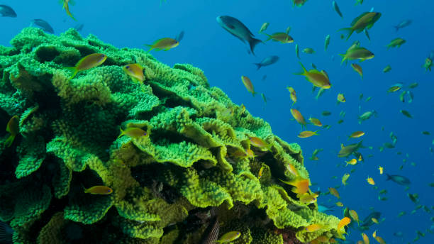 School of Lyretail Anthias or Sea Goldie (Pseudanthias squamipinnis) swims near Lettuce coral or Yellow Scroll Coral (Turbinaria reniformis). Red sea, Egypt School of Lyretail Anthias or Sea Goldie (Pseudanthias squamipinnis) swims near Lettuce coral or Yellow Scroll Coral (Turbinaria reniformis). Red sea, Egypt cabbage coral photos stock pictures, royalty-free photos & images