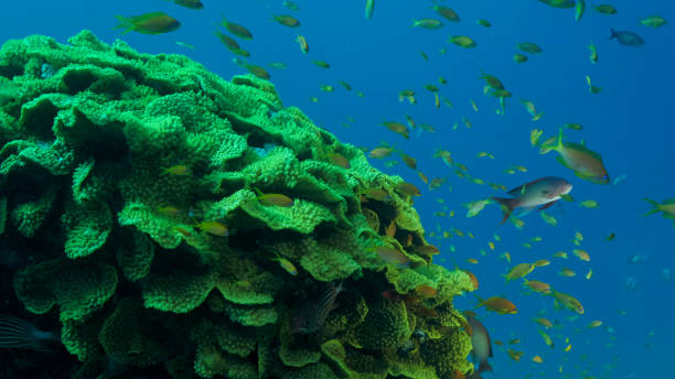 School of Lyretail Anthias or Sea Goldie (Pseudanthias squamipinnis) swims near Lettuce coral or Yellow Scroll Coral (Turbinaria reniformis). Red sea, Egypt School of Lyretail Anthias or Sea Goldie (Pseudanthias squamipinnis) swims near Lettuce coral or Yellow Scroll Coral (Turbinaria reniformis). Red sea, Egypt cabbage coral photos stock pictures, royalty-free photos & images