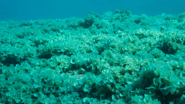 Once beautiful coral reef is overgrown with algae as a result of eutrophication (increase organic matter in the sea water) Brown alga Peacock's Tail (Padina pavonica) covered bottom and corals. Red sea, Egypt una vez que el hermoso arrecife de coral está cubierto de algas como resultado de la eutrofización (aumento de la materia orgánica en el agua de mar) la cola de pavo real del alga marrón (padina pavonica) cubrió el fondo y los corales. mar rojo, egipt