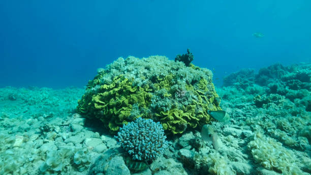 Once beautiful coral reef is overgrown with algae as a result of eutrophication (increase organic matter in the sea water) Brown alga Peacock's Tail (Padina pavonica) covered bottom and corals. Red sea, Egypt Once beautiful coral reef is overgrown with algae as a result of eutrophication (increase organic matter in the sea water) Brown alga Peacock's Tail (Padina pavonica) covered bottom and corals. Red sea, Egypt cabbage coral photos stock pictures, royalty-free photos & images