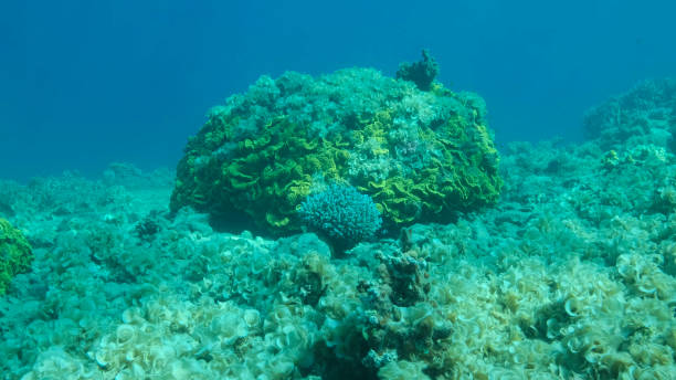 Once beautiful coral reef is overgrown with algae as a result of eutrophication (increase organic matter in the sea water) Brown alga Peacock's Tail (Padina pavonica) covered bottom and corals. Red sea, Egypt una vez que el hermoso arrecife de coral está cubierto de algas como resultado de la eutrofización (aumento de la materia orgánica en el agua de mar) la cola de pavo real del alga marrón (padina pavonica) cubrió el fondo y los corales. mar rojo, egipt