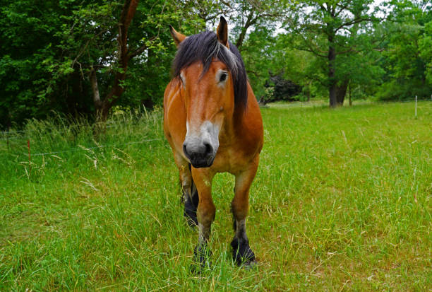 istock Rhenish German Coldblood Enzo  at pasture 1405251043