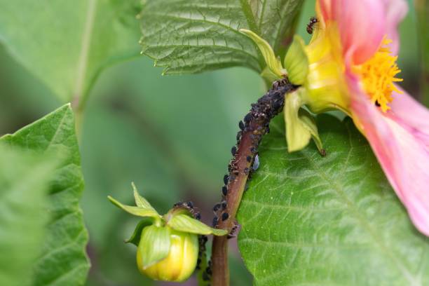 Black aphid and ant infestation on Pink Dahlia. stock photo