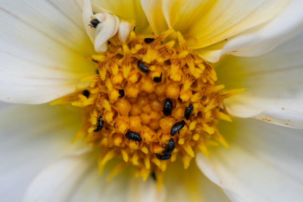 Dahlias are prone to a whole host of pests including black aphids and black beetles, that often spoil the appearance of stalks and flowers.