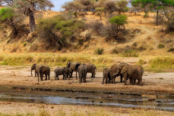 Herd of african elephants at the Tarangire river in Tarangire National Park, Tanzania Herd of african elephants at the Tarangire river in Tarangire National Park, Tanzania river safari stock pictures, royalty-free photos & images