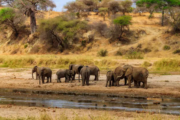 Photo of Herd of african elephants at the Tarangire river in Tarangire National Park, Tanzania